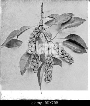 . La flore de l'Algérie. La botanique. Laurus nobilis d'Apollon Laurief Laurineae- AUCUN Laurier petit arbre ou shrab. Est un grand ornement d'un jardin ou shrubberv.. Pas Belhombra Phytolacca dioica- tliick Phytolaccaceae grand arbre à feuillage persistant. (25 photos). Veuillez noter que ces images sont extraites de la page numérisée des images qui peuvent avoir été retouchées numériquement pour plus de lisibilité - coloration et l'aspect de ces illustrations ne peut pas parfaitement ressembler à l'œuvre originale.. Gubb, Alfred S. (Alfred Samuel), 1857-. Alger, Imprimerie Alge ?rienne ; Londres, Ballie ?re, Tindall &AMP ; Cox Banque D'Images