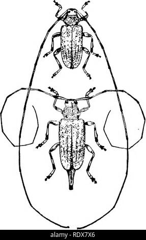 . L'histoire naturelle. Zoologie. Le longicorne d'alimentation végétale et les coléoptères. 561 espèces de plus grande taille est le^ beetle Aromia moschata (Linn.), qui est commun dans la plupart des régions du pays, et est souvent trouvé en appui sur les troncs des saules, où la larve ; l'alimentation, dans la journée. Il exhale une odeur forte mais agréable, contrairement à l'habitude de la plupart des autres coléoptères, dont beaucoup s'acquitter d'une offensive extrêmement li&lt;juid au toucher. Il est d'une couleur vert vif, et souvent supérieur à un pouce de longueur. Cette espèce appartient à l'Cerambycidw, la famille typique de l'ccrrnes- Lungi ; mais le plus grand un Banque D'Images