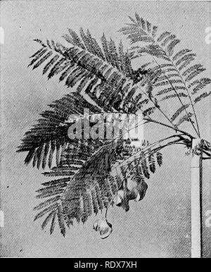 . La flore de l'Algérie. La botanique. Eucalyptus Eucalyptus Rostrata PAS Myrtaceas - Gommier rouge. Jacaranda Jacaranda Jacaranda Bignoniaceffi Mimossefolia - aucune amende bel'arbre avec fern-lilte ; feuillage au printemps qu'il porte de longues grappes de fleurs pendentif viplet, belle à voir ; les gousses sont bi'OAD, courtes et tordues. (18). Veuillez noter que ces images sont extraites de la page numérisée des images qui peuvent avoir été retouchées numériquement pour plus de lisibilité - coloration et l'aspect de ces illustrations ne peut pas parfaitement ressembler à l'œuvre originale.. Gubb, Alfred S. (Alfred Samuel), 1857-. Alg Banque D'Images