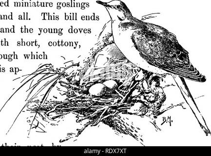 . Les oiseaux de France : une introduction à plus de trois cents oiseaux communs de l'Etat et les îles adjacentes, avec une liste supplémentaire des migrants rares, accidentelle visitants, et hypothétique sous-espèces . Les oiseaux. Oiseaux 133 comme nourriture dans sa tiiroat. Les adultes nourrissent leurs petits par la régurgitation pendant vingt jours, et sans doute leur donner de l'eau dans la même manière jusqu'à ce qu'ils apprennent à boire, en vrai mode pigeon, par aspiration. La Tourterelle nouvellement éclos sont uniques parmi les jeunes oiseaux, car ils sont daintily formé d'oie oisons miniature bill et tout. Cette loi met fin .,. en Banque D'Images