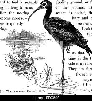 . Les oiseaux de France : une introduction à plus de trois cents oiseaux communs de l'Etat et les îles adjacentes, avec une liste supplémentaire des migrants rares, accidentelle visitants, et hypothétique sous-espèces . Les oiseaux. Les oiseaux trouvés dans les marais et les bayous 89 prendre son envol. Au crépuscule et à l'aube, les grandes entreprises d'entre eux peuvent parfois être vu encerclant lentement sur un marais comme si pour trouver un ing en longues lignes après l'imbrication de plus en plus sol moins fréquemment. aile de pâturage, ou voler- ne le .des pélicans. Mais saison est terminée, ils sont vus, itary et sur le regard pour eux. 187. Ibi brillant à face blanche Banque D'Images