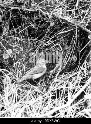 . Les oiseaux d'Angleterre : leurs habitudes alimentaires et de distribution . Les oiseaux. 32 Je commande pour placer sur l'abri, car ils sont l'inverse de hardy. La gamme étrangère est compliquée par la présence de l'ia la Méditerranée plus uniformément gris de Marmora.. Willow Wren Le Willow Warbler ou "Willow Wren" {- Phyllo trochilus scopus) est la plus fréquente des trois httle Parulines jaunes qui apparaissent très tôt au printemps et d'un congé en vertu des circonstances ordinaires, en septembre. Il n'est pas. Veuillez noter que ces images sont extraites de la page numérisée des images qui peuvent avoir été retouchées numériquement pour readabil Banque D'Images