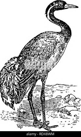 . L'histoire naturelle. Zoologie. CRANES-LIMPKINS. 275. ng. Comme il y a une grande outarde {Enpodotis edivardsi indien), w hicli son allié le plus proche ( lias-B. australis) en Australie. En règle générale, cependant, les grues sont des oiseaux du Nord, cinq espèces nichant dans la région. Palsearctic Dans bon nombre d'entre eux, la trachée est compliqué, et pénètre dans une cavité à l'avant-partie du sternum. La grue cendrée (Grus grus) est maintenant seulement un visiteur occasionnel à la Grande-Bretagne, mais il est certain qu'elle se reproduisait autrefois en Angleterre, avant l'écoulement* des meres privé de son élevage préférés, et découvrir le hante Banque D'Images