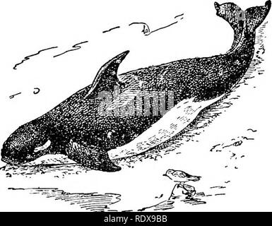 . L'histoire naturelle. Zoologie. i8o/MAA A/AL/A-ORDRE VIII.-CETACEA. nom de leurs habitudes, de rapaces et les cétacés sont les seuls qui s'en prennent à d'autres membres de leur propre ordre. L'un a été connu d'avaler plusieurs joints ensemble ; l'un après l'autre et pas rare de plusieurs individus combinent leurs forces pour. Fig, ae.'-Killer {Oreo, gladiator). attaquer et tuer l'un des grosses baleines, la chasse à la cessation d'un paquet de chiens. L orsque la baignade près de la surface de l'eau, les tueurs peuvent être facilement reconnus par la grande taille de l'arrière presque verticale- iin. Le moindre ( Pset Banque D'Images