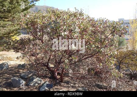 L'Arctostaphylos obispoensis - Arboretum - pin penché Banque D'Images