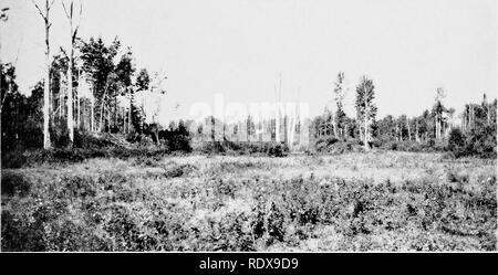 . [Collectés les réimpressions, 1911-1931. L'ornithologie, les mammifères. UNIV. CALIF, éditeur, 200L. VOL, 24 [SWARTHl 10 PLAQUE. Fig. ]. Veuillez noter que ces images sont extraites de la page numérisée des images qui peuvent avoir été retouchées numériquement pour plus de lisibilité - coloration et l'aspect de ces illustrations ne peut pas parfaitement ressembler à l'œuvre originale.. Schelwald Swarth, Harry, 1878-. s. l. , S. n. Banque D'Images