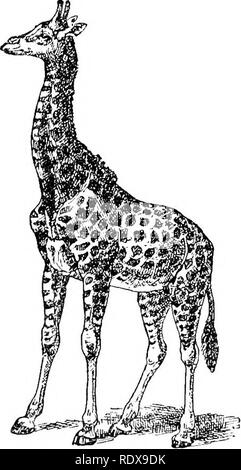 . L'histoire naturelle. Zoologie. Les mammifères ongulés. Ml la girafe.- Famille Giraffidce vvlien. ally -l'animal a engraissés sur le maïs. Pour la grâce et le contour des frontières qu'ils sont incomparables. Leurs cornes ont une plus particulière et gracieux contours, de disparaître à l'arrière d'abord de la burr, puis Entrée pour- ward avec un balayage en gras Il est très craintif et méfiant, mais si blessé et incapable de s'échapper il se battra vaillamment pour sa vie. Dans ces rencontres les cornes ne sont pas, dans mon expérience, tant à craindre que ses pieds de l'avant." Enfin, les deux cerfs-pudu (Pudua) du Chili Andes Banque D'Images