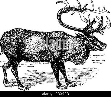 . L'histoire naturelle. Zoologie. Les mammifères ongulés. 145. F'lQ. 80-Eeindeer Rangiftr (. tarandus). La surface extérieure, tandis que les pointes des dents postérieures sont visibles, et le trez-dent (qui est beaucoup plus longue que dans la forme normale) est raccourcie. La position de l'avion de la partie agrandie de la Panache est un autre point dont collerettes deer se rapproche de la jachère-deer. Le {Bangifer rennes), en collaboration avec tous les autres membres de la famille, diffèrent de ce qui précède que le métacarpien latéral dans les os de l'avant-pied et le moi- tatarsals correspondante dans le hind-membres inférieurs Banque D'Images