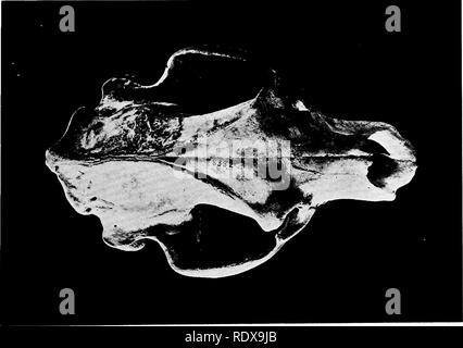 . [Collectés les réimpressions, 1911-1931. L'ornithologie, les mammifères. Cochon. 1.. Fig. 2.. Veuillez noter que ces images sont extraites de la page numérisée des images qui peuvent avoir été retouchées numériquement pour plus de lisibilité - coloration et l'aspect de ces illustrations ne peut pas parfaitement ressembler à l'œuvre originale.. Schelwald Swarth, Harry, 1878-. s. l. , S. n. Banque D'Images