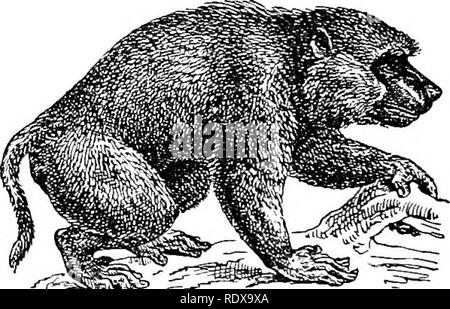 . L'histoire naturelle. Zoologie. MAMMALIAâORDER âPRIMATES 22 I.. Barbary ape (MRN imiiis MR), se retrouve en Afrique du Nord et sur le rocher de Gibraltar ; et l'une des espèces asiatiques s'étend aussi loin que nortli est du Tibet, alors qu'un troisième se trouve au Japon. Dans le singe de Barbarie la queue est veulent- ing, dans le Bengale occidental commun (singe rhésus M.) c'est environ la moitié de la longueur de la tête et du corps, et le crabe-eating macaque cynomolgus (M.), il est con- siderably plus longtemps. Le célèbre lion indien-tailed monkey (Af. silène) tient son nom de la présence d'une grande touffe de terminal à la queue ; la tête et nec Banque D'Images