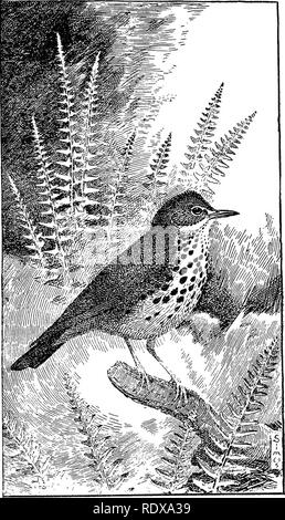 . [Collectés les réimpressions, 1902-1928. Les oiseaux, les rongeurs. 363 grives. Fig. 30.-Grive des bois. 12-B. Veuillez noter que ces images sont extraites de la page numérisée des images qui peuvent avoir été retouchées numériquement pour plus de lisibilité - coloration et l'aspect de ces illustrations ne peut pas parfaitement ressembler à l'œuvre originale.. Howell, Arthur Holmes, 1872-1940. s. l. , S. n Banque D'Images