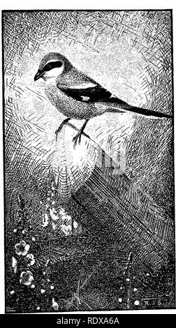 . [Collectés les réimpressions, 1902-1928. Les oiseaux, les rongeurs. Les pies-grièches 271. Fig. 19.-grièche migratrice (Butcher Bird).. Veuillez noter que ces images sont extraites de la page numérisée des images qui peuvent avoir été retouchées numériquement pour plus de lisibilité - coloration et l'aspect de ces illustrations ne peut pas parfaitement ressembler à l'œuvre originale.. Howell, Arthur Holmes, 1872-1940. s. l. , S. n Banque D'Images