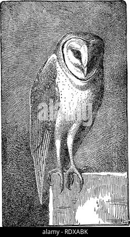 . [Collectés les réimpressions, 1902-1928. Les oiseaux, les rongeurs. Les hiboux 147. Fig. 4.-Barn Owl.. Veuillez noter que ces images sont extraites de la page numérisée des images qui peuvent avoir été retouchées numériquement pour plus de lisibilité - coloration et l'aspect de ces illustrations ne peut pas parfaitement ressembler à l'œuvre originale.. Howell, Arthur Holmes, 1872-1940. s. l. , S. n Banque D'Images