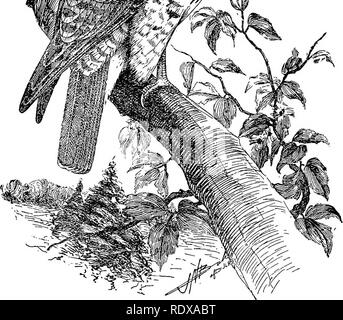 . [Collectés les réimpressions, 1902-1928. Les oiseaux, les rongeurs. HAWKS 135 fr V... rv* â â ¢^â ¢-v"^A '^z- ;/^^^^ v,. Fig. 3.âRed à queue rousse.. Veuillez noter que ces images sont extraites de la page numérisée des images qui peuvent avoir été retouchées numériquement pour plus de lisibilité - coloration et l'aspect de ces illustrations ne peut pas parfaitement ressembler à l'œuvre originale.. Howell, Arthur Holmes, 1872-1940. s. l. , S. n Banque D'Images