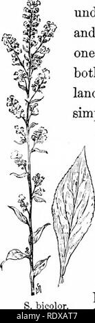 . Fonctions habituelles de la route ; les fleurs, d'arbustes, d'oiseaux et d'insectes. L'histoire naturelle. 234 FONCTIONS HABITUELLES DE LA ROUTE. Dix-huit pouces de haut. Pas retrouvé à la moyenne, de mer. 5. Solidago hicolor. Or Blanc. Fleurit sur le dixième du mois d'août. Plumes-feuilles veinées, rough-velues, en particulier les veines sur la surface inférieure, qu'avec parcimonie, dentées et vert-olive foncé ci-dessus ; les inférieures assez grandes, elliptiques, et a rappelé aux deux extrémités ; la partie supérieure, petites et en forme de lance. Tout droit de la tige, généralement simple, et couvertes de poils gris doux. Fleur jaune crème, wit Banque D'Images