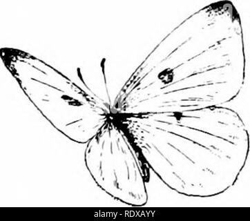 . Fonctions habituelles de la route ; les fleurs, d'arbustes, d'oiseaux et d'insectes. L'histoire naturelle. ISG Fonctionnalités familières OP LA ROUTE. qui sont partis après le Ram, une demi-douzaine de petits yel- papillons apparaissent faibles, disperser à l'approche, mais bientôt de retour à continuer leur danse en vol dès que le dos sont sous tension ; ce sont les C'olias PMIodice* qui à la chenille vit de l'état sur les feuilles des trèfles. Le caterjjillar est un pouce de long et vert ; en règle générale, nous voir il s'étendait le long de la tige d'une feuille de trèfle. J'ai appelé l'papillon jaune à côté de la jolie vista Banque D'Images
