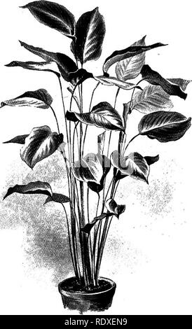 . Le Livre de jardinage ; un manuel d'horticulture. Jardinage, Horticulture. Le prix des plantes. 769 n'est pas nier ses qualités décoratives. L'exact opposé de cela est, cependant, d'être trouvés dans le Phormium tenax, coriace et son tout aussi souhaitable et plus efficace des formes variées. Il a de longues feuilles en forme de sabre, et est connue sous le nom de lin de Nouvelle-Zélande. Lorsqu'une plante gracieuse est très nécessaire, Ophi- opogon Jaburan variegata (Fig. 510) peut être fortement recom- mandé. Le feuillage est étroit, mais d'une manière ordonnée varie- gated et. très dur. En somme- mer cette plante doit être bien est sur- Banque D'Images