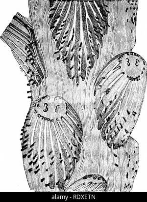 . L'origine d'une flore terrestre, une théorie fondée sur les faits de l'alternance. La morphologie des plantes. CYATHEAE 607 par une figure schématique (fig. 338), mais avec la réserve que la rapidité avec laquelle les stades successifs sont passés par varie considérablement : on pense toutefois que le schéma servira à représenter le cours du développement du système vasculaire, non seulement dans le Cyatheae, mais aussi dans la plupart des solenostelic dictyostelic et fougères, jusqu'à l'étape particulière qu'ils conservent à l'âge adulte. La description suivante est prise verbalement par M. Gwynne-Vaughan près de moi. Banque D'Images