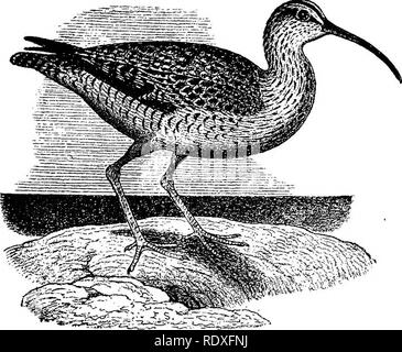 . Les noms et les portraits d'oiseaux d'intérêt, les artilleurs qui avec des descriptions en langues officielles de l'understanded ; les gens. Jeu et jeu-les oiseaux ; les oiseaux. N° 58. Numenius hudsonicus. Parties supérieures brunes, les plumes et autrement marqué avec blanchâtre ; aspect général similaire au no 57 espèces, mais plus pâle de ton et plus gris. La gorge et le ventre blanchâtre avec quelques chamois pâle. Sommet de la tête brun noirâtre, divisé en son milieu par un blanc ou presque blanc, ensemencer l'exécution de la loi. en arrière ; aussi une bande sombre d'exécution de la loi sur le côté de la tête la tête de distinguer facilement seul Banque D'Images