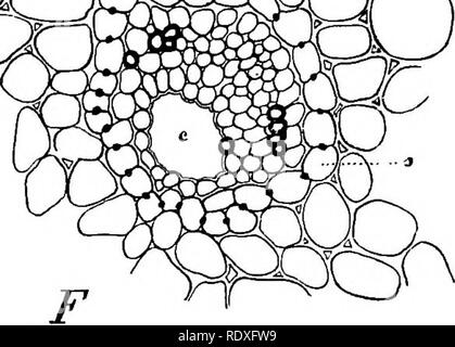 . L'origine d'une flore terrestre, une théorie fondée sur les faits de l'alternance. La morphologie des plantes. . Veuillez noter que ces images sont extraites de la page numérisée des images qui peuvent avoir été retouchées numériquement pour plus de lisibilité - coloration et l'aspect de ces illustrations ne peut pas parfaitement ressembler à l'œuvre originale.. Bower, F. O. (Frederick Orpen), 1855-1948. Londres, Macmillan et Co., Ltd. Banque D'Images