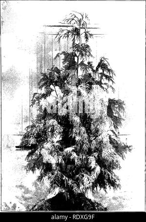 . Le Livre de jardinage ; un manuel d'horticulture. Jardinage, Horticulture. Fig. 315.-Cupressus nootkatensis lutea.. Veuillez noter que ces images sont extraites de la page numérisée des images qui peuvent avoir été retouchées numériquement pour plus de lisibilité - coloration et l'aspect de ces illustrations ne peut pas parfaitement ressembler à l'œuvre originale.. Drury, William D. , 1857-1928 ; Abbott, J. M. Londres, L. U. Gill ; New York, C. Scribner's Sons Banque D'Images