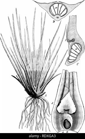 . L'origine d'une flore terrestre, une théorie fondée sur les faits de l'alternance. La morphologie des plantes. 308 LYCOPODIALES. Fig Isoetes lacustriSt L. A = plante de taille naturelle. 5 =base d'une feuille fertile avec ligule (/), et sporange (p/i) vu de dessus. C  = D et longitudinal sections transversales de la leaf-base ; sp  = sporange ; / =ligule. (À partir de la Euler's, Krypt. Flore :). Veuillez noter que ces images sont extraites de la page numérisée des images qui peuvent avoir été retouchées numériquement pour plus de lisibilité - coloration et l'aspect de ces illustrations ne peut pas parfaitement ressembler à l'œuvre originale.. Bower, F. O Banque D'Images