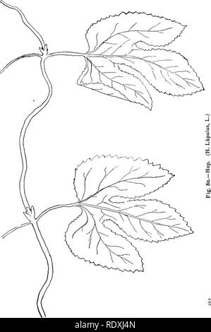 . Les vignes du nord-est de l'Amérique ;. Plantes grimpantes. . Veuillez noter que ces images sont extraites de la page numérisée des images qui peuvent avoir été retouchées numériquement pour plus de lisibilité - coloration et l'aspect de ces illustrations ne peut pas parfaitement ressembler à l'œuvre originale.. Newhall, Charles S. (Charles Stedman), 1842-1935. New York [etc. ] G. P. Putnam's Sons Banque D'Images