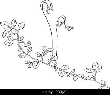 . Les vignes du nord-est de l'Amérique ;. Plantes grimpantes. "9 Fig. 44.-Twin-Flower. (L. borealis, L.). Veuillez noter que ces images sont extraites de la page numérisée des images qui peuvent avoir été retouchées numériquement pour plus de lisibilité - coloration et l'aspect de ces illustrations ne peut pas parfaitement ressembler à l'œuvre originale.. Newhall, Charles S. (Charles Stedman), 1842-1935. New York [etc. ] G. P. Putnam's Sons Banque D'Images