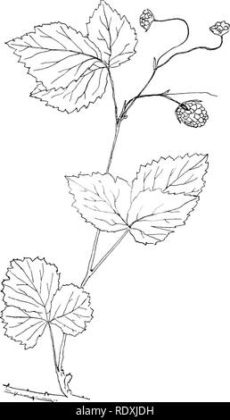 . Les vignes du nord-est de l'Amérique ;. Plantes grimpantes. Fig. 7i 37.-faible de Blackberry. (R. Canadensis, L.). Veuillez noter que ces images sont extraites de la page numérisée des images qui peuvent avoir été retouchées numériquement pour plus de lisibilité - coloration et l'aspect de ces illustrations ne peut pas parfaitement ressembler à l'œuvre originale.. Newhall, Charles S. (Charles Stedman), 1842-1935. New York [etc. ] G. P. Putnam's Sons Banque D'Images