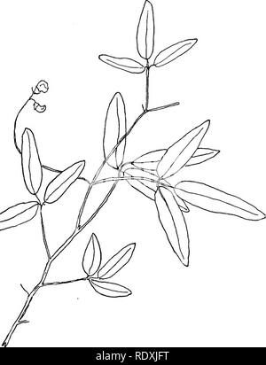 . Les vignes du nord-est de l'Amérique ;. Plantes grimpantes. Fig. 22.-Few-Flowered Kidney-Bean. (P. pauciflfirus, Benth.). Veuillez noter que ces images sont extraites de la page numérisée des images qui peuvent avoir été retouchées numériquement pour plus de lisibilité - coloration et l'aspect de ces illustrations ne peut pas parfaitement ressembler à l'œuvre originale.. Newhall, Charles S. (Charles Stedman), 1842-1935. New York [etc. ] G. P. Putnam's Sons Banque D'Images