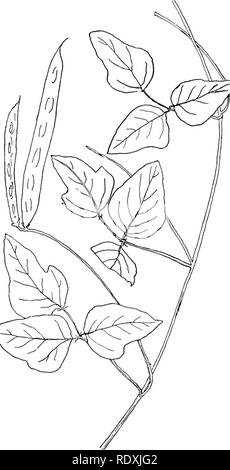 . Les vignes du nord-est de l'Amérique ;. Plantes grimpantes. Fig. 20.-Various-Leaved Kidney-Bean. (Phaseolus hglvolus, L.). Veuillez noter que ces images sont extraites de la page numérisée des images qui peuvent avoir été retouchées numériquement pour plus de lisibilité - coloration et l'aspect de ces illustrations ne peut pas parfaitement ressembler à l'œuvre originale.. Newhall, Charles S. (Charles Stedman), 1842-1935. New York [etc. ] G. P. Putnam's Sons Banque D'Images