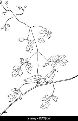 . Les vignes du nord-est de l'Amérique ;. Plantes grimpantes. Fig. 5.-Mountain-Fringe. A. fungosa (Ait.), Vert. Veuillez noter que ces images sont extraites de la page numérisée des images qui peuvent avoir été retouchées numériquement pour plus de lisibilité - coloration et l'aspect de ces illustrations ne peut pas parfaitement ressembler à l'œuvre originale.. Newhall, Charles S. (Charles Stedman), 1842-1935. New York [etc. ] G. P. Putnam's Sons Banque D'Images