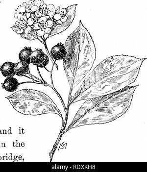 . Fonctions habituelles de la route ; les fleurs, d'arbustes, d'oiseaux et d'insectes. L'histoire naturelle. SURUBS APPARTENANT À LA FAMILLE DES ROSES. G7 Le troisième sous-famille (poire) inclut la Poire, Pomme et coing, arbres, et au goût amer et le sorbier. {Arhutifolia l'aronie Pyrus), est en effet comme inacceptable pour le palais comme le nom semble im- plis ; mais j'ai remarqué que les oiseaux n'est pas examiner le goût puckery du berry afin d'objec- ^-^^.j r- tionable, comme ils de- dix semblent jouir du fruit à la fin de l'automne quand il y a beaucoup d'autres petits fruits s'accrochant encore à les buissons. Un sol humide est Banque D'Images