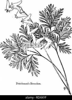 . Fonctions habituelles de la route ; les fleurs, d'arbustes, d'oiseaux et d'insectes. L'histoire naturelle. 8 Fonctionnalités familières OP LA ROUTE. entrerait dans l'utilisation. Mais pourquoi ne pas l'appeler dicentra ?" Je dois répondre, parce qu'à la grande majorité des gens n'importe quel nom étranger à notre langue maternelle. Dutclimaa^s culottes ou énigmatique. de sens. Dicentre à capuchon signifie quelque chose, et il ne semble pas tout à fait- abom inable si on prend de la droite point de vue.. Veuillez noter que ces images sont extraites de la page numérisée des images qui peuvent avoir été retouchées numériquement pour plus de lisibilité -. Banque D'Images