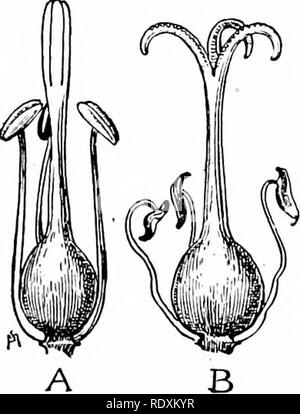 . Fonctions habituelles de la route ; les fleurs, d'arbustes, d'oiseaux et d'insectes. L'histoire naturelle. Fonctions HABITUELLES DE LA ROUTE, les graines mûres à base^), trop tard pour recevoir le pollen des^ précédemment développé la ! Mon dessin indiquera le pistil immature avec ses " portes fermées " à l'époque les anthères qui portent le pollen sont mûres, et aussi le groupe d'âge mûr dont le pistil parées de ouvrir des portails sont assez sûr pour gratter le pollen de l'bumhlebee est de retour. La beauté du printemps n'est pas une auto-fécondé plante ; la nature a disposé de telle façon que le bee mettent le r Banque D'Images