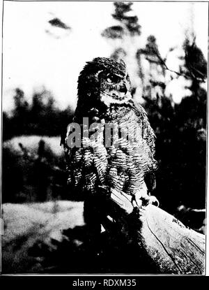 . Aventures de tous les jours. L'histoire naturelle. La mort-IX LE NOIR - LE GRAND-DUC 0X. Veuillez noter que ces images sont extraites de la page numérisée des images qui peuvent avoir été retouchées numériquement pour plus de lisibilité - coloration et l'aspect de ces illustrations ne peut pas parfaitement ressembler à l'œuvre originale.. Scoville, Samuel, 1872-. Boston, The Atlantic Monthly Press Banque D'Images