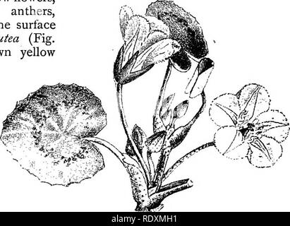 . Le Livre de jardinage ; un manuel d'horticulture. Jardinage, Horticulture. Fig. 584.-Hyprocharis morsus-ran^e.. Veuillez noter que ces images sont extraites de la page numérisée des images qui peuvent avoir été retouchées numériquement pour plus de lisibilité - coloration et l'aspect de ces illustrations ne peut pas parfaitement ressembler à l'œuvre originale.. Drury, William D. , 1857-1928 ; Abbott, J. M. Londres, L. U. Gill ; New York, C. Scribner's Sons Banque D'Images