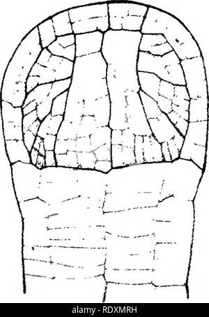 . L'origine d'une flore terrestre, une théorie fondée sur les faits de l'alternance. La morphologie des plantes. . Veuillez noter que ces images sont extraites de la page numérisée des images qui peuvent avoir été retouchées numériquement pour plus de lisibilité - coloration et l'aspect de ces illustrations ne peut pas parfaitement ressembler à l'œuvre originale.. Bower, F. O. (Frederick Orpen), 1855-1948. Londres, Macmillan et Co., Ltd. Banque D'Images