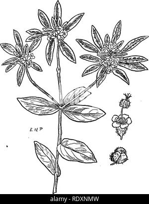 . Les familles de plantes à fleurs. Les plantes ; phanérogames marines. FLOWEEING 152 familles de plantes sont des herbes ou des arbustes, dans certaines régions de feuilles charnues et, comme les cactus, qu'il remplace dans les déserts de l'Ancien Monde. Nos espèces sont principalement des mauvaises herbes Herbes aspect. Ils ont souvent les feuilles supérieures et les bractées brillamment colorées, comme dans le familier, qui est un poinsettia Euphorbia. E. marginata, représenté à la Fig. 131, appartient à cette classe.. Fig. 131. Le livre blanc-chat l'euphorbe ésule (Euphorbia marginata). L'original. Le jus laiteux qui se trouve dans les membres de ce genre possède rôle médicinal p Banque D'Images