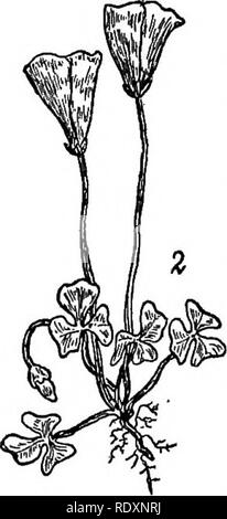 . Les familles de plantes à fleurs. Les plantes ; phanérogames marines. Genre Le plus important est Oeranium, représentée dans ce pays et dans l'Ancien Monde par de nombreuses espèces, dont les fleurs varient en taille de ceux de l'{G. géranium sanguin Caroline Carolinianum) et l'herbe Eobert (G^. Bohertianum), à l'espèce de l'Alaska à grande fleur de la Fig. 123. Les géraniums cultivés appartiennent pour la plupart dans le genre Pelargonium, distingués par la corolle quelque peu irrégulières. Ils ont été merveilleusement développé par de longues et de culture organisation hybride. Le genre Erodium, largement distribué dans les régions tempérées de Banque D'Images