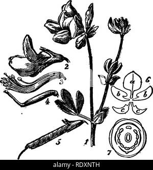 . Les familles de plantes à fleurs. Les plantes ; phanérogames marines. 136 PLOWEEING hiscent LES FAMILLES DE PLANTES (fractionnement pas ouvert) à l'échéance, est une seule graine, et structurellement une gousse. Le genre a été introduit avec l'Polygalaceae, et par de nombreux auteurs est maintenant considérée comme une famille distincte. Famille Fabaceae. Famille des pois. Cela, le groupe typique des légumineuses, est en même temps le plus grand et le plus important de l'ordre de la famille. Eosales Les plantes varient en taille de la petite- est d'herbes aux plus hautes des arbres forestiers, et ils sont constitués dans environ 310 genres et 5000 espèces, plus abondants dans les Banque D'Images