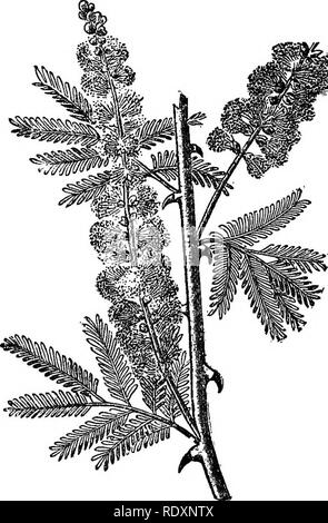 . Les familles de plantes à fleurs. Les plantes ; phanérogames marines. 134 familles de plantes FLOWEEING "mesquite" du Mexique et les États du sud-ouest ; les deux espèces présentes dans nos frontières étonnamment difEer dans leurs fruits, un (P. pubescens) ayant les gousses tordu comme un tire-bouchon, de sorte qu'il est connue comme screwbean. Le vrai mesquite (Prosopis juliflora), est depuis longtemps des gousses aplaties contenant "haricots" ou des graines qui sont un important article dans les disponibilités de l'mexicain moyen. Le très grand genre acacia est représenté dans tous les pays tropicaux. Une caractéristique particulière de sa morphologie Banque D'Images