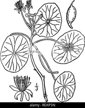 . Les familles de plantes à fleurs. Les plantes ; phanérogames marines. Supplément. Les familles de plantes à fleurs. Par Pollabd Chaeles Louis. CHAPTEE XVIII. Commander banales. Les représentants de cet ordre : beaucoup de nos plantes indigènes les plus familiers, et certains d'entre eux sont parmi les premiers à s'afficher au début du printemps. L'ordre est large, comprenant seize familles, dont l'Nymphaeaceae, Eanunculaceae MagnoHaceae, Berberidaceae, et Lauraceae sont les plus importants. En règle générale, les fleurs ont une corolle composée de pétales distincts, mais il y a souvent des cas de débit apetalous- ers, en particulier dans Banque D'Images