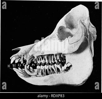 . L'anatomie de l'animaux domestiques . Anatomie vétérinaire. La bouche 479 La formule de la dents temporaires est : / 3 1 4 1 ( Di-Dc-DP- I V 3 1 4/  = 32 Les incisives supérieures sont de petite taille, ils sont séparés les uns des autres par des espaces, et de l'intervalle des canines par un plus grand. Les premières incisives permanentes sont les plus grands ; ils sont aplatis et fortement courbé, et les couronnes sont convergents ; ils ont no Fig. 413.-Sktjll Cochon d'environ un an et demi, sculptés pour montrer les pièces intégrées des dents. Il3 incisives, canines, C ; ; pl4 prémolaires ; ; ML-3, molaires. La troisième molaire n'a pas éclaté et son roo Banque D'Images