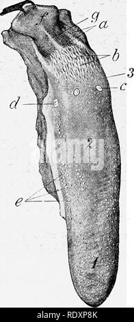 . L'anatomie de l'animaux domestiques . Anatomie vétérinaire. Fig. 411.-palais dur de jeune cochon. 1, 2 ; incisiva papille, ouvertures du canal en- cisivi ; 3, raph6 du palais ; a, b ; incisives, canine dent ; c, prémolaire dents ; d, les molaires. Fig. 412.-langue de porc. 1, de l'Apex ; 2, 3 ; dos, racine ; a, orifices des canaux de glandes multilingue ; b, papilles de racine ; c, papille vallate (pas vraiment si distinct qu'à la figure) ; d, foliée papille ; e, champignons- former les papilles ; /, l'épiglotte (tirée vers l'arrière) ; g, médiane glosso- epiglottic pli. (EUenberger-Baum, Anat. d. Haustiere.) papilles sont présents. La pa fongiformes Banque D'Images