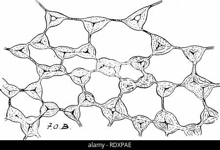 . Botanique de la plante vivante. La botanique. La CONSTRUCTION MÉCANIQUE DES CORPS 143 rigidité comme fondée sur les tissus mécaniques spécifiques. Ces méthodes servent à donner la résistance mécanique nécessaire aux parties jeunes. Mais comme les tissus vieillissent, leurs murs deviennent épaisses. Ils sont alors moins sensibles à la turgescence, car elles sont également plus résistantes à la croissance. En outre, dans les parties les plus anciennes la demande de soutien mécanique augmente avec l'accroissement de la charge des feuilles et des branches. Ces exigences sont satisfaites par les tissus mécaniques spécifiques, équipé par leurs murs épaissis pour offrir une plus grande résistance. Si Banque D'Images