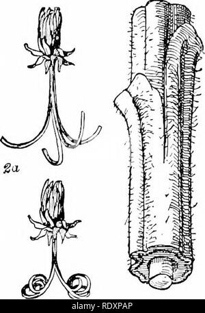 . Botanique de la plante vivante. La botanique. 142 BOTANIQUE DE LA PLANTE VIVANTE très légère cadre organique contenant de l'eau. L'efficacité mécanique de la turgescence des cellules internes, et l'insuffisance de la simple séparation d'un jeune ou partie succulentes est montré par com- transformant un feuilles croustillantes avec un qui a séché, ou a été plasmolysed. Il y a, cependant, un autre facteur qui augmente l'efficacité mécanique de succulentes pièces dans le jeune état, à savoir la Mutuelle de tensions des tissus. Si une nouvelle jeune pousse de tournesol ou un aîné, ou toute extension de partie d'une plante herbacée, être Banque D'Images