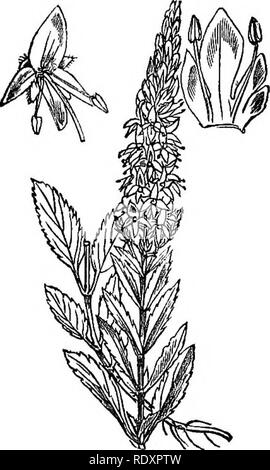 . Illustrations de la flore britannique : une série de gravures sur bois, avec des plantes, des dissections britannique. La botanique, la botanique. 182. Veuillez noter que ces images sont extraites de la page numérisée des images qui peuvent avoir été retouchées numériquement pour plus de lisibilité - coloration et l'aspect de ces illustrations ne peut pas parfaitement ressembler à l'œuvre originale.. Fitch, W. H. (Walter Hood), 1817-1892 ; Smith, George Worthington, 1835-1917 ; Bentham, George, 1800-1884. Manuel de la flore britannique. Londres, L. Reeve &AMP ; Co. Banque D'Images
