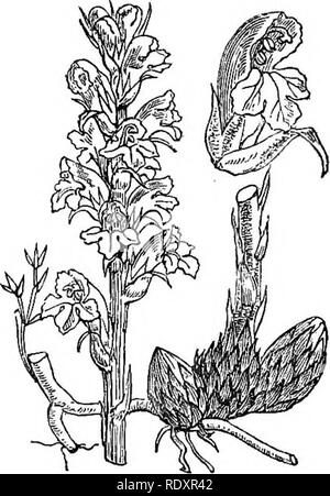 . Illustrations de la flore britannique : une série de gravures sur bois, avec des plantes, des dissections britannique. La botanique, la botanique. 174. Veuillez noter que ces images sont extraites de la page numérisée des images qui peuvent avoir été retouchées numériquement pour plus de lisibilité - coloration et l'aspect de ces illustrations ne peut pas parfaitement ressembler à l'œuvre originale.. Fitch, W. H. (Walter Hood), 1817-1892 ; Smith, George Worthington, 1835-1917 ; Bentham, George, 1800-1884. Manuel de la flore britannique. Londres, L. Reeve &AMP ; Co. Banque D'Images