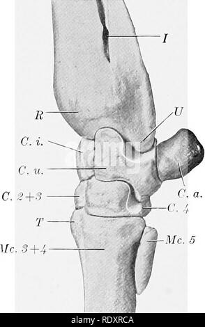 . L'anatomie de l'animaux domestiques . Anatomie vétérinaire. C.u. C.4- Mc. Fig. 148.-Gauche Carpe et Adj.^100 os de boeuf ; 'Avant iew. R, rayon ; L', cubitus, c. r., canal carpien radial ; C. u., C. 2 : Canal carpien ulnaire --3, munie d'une deuxième et troisième carpals ; C. 4, quatrième du canal carpien ; 1, 2, 3, rainures pour les tendons extenseurs ; 4, 6 ; tubérosité métacarpien, vasculaire rainure. L'os carpien intermédiaire {entre cubital et radial) pas marquée.. Fig. 140.-Gauche Carpe axd os adjacent op Ox et latérale de ^'IEv. R, l'extrémité distale du radius ; U, stj-loid processus de cubitus ; /, interosseous distal ; C. L'espace, canal carpien intermédiaires ; C. u., ul Banque D'Images